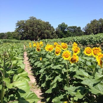 Sweetfields Farm - Farmers Market Near Me - Masaryktown, Florida