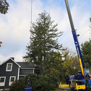 Destito Tree Services - Tree Services Near Me - North Attleborough, Massachusetts Destito Tree Services - Tree Services Near Me - North Attleborough, Massachusetts