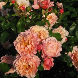Jardin de la Belle Allemande