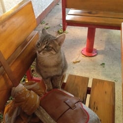 El Cocoloco - On est y retourné, on a définitivement un ticket avec le chat mignon ;)