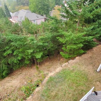 Peter's Tree Service - After shot of part of the hillside. - Tree Services Near Me - Beaverton, Oregon