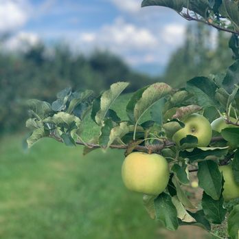 Stepp's Hillcrest Orchard - Pick Your Own Farms Near Me - Hendersonville, North Carolina Stepp's Hillcrest Orchard - Pick Your Own Farms Near Me - Hendersonville, North Carolina