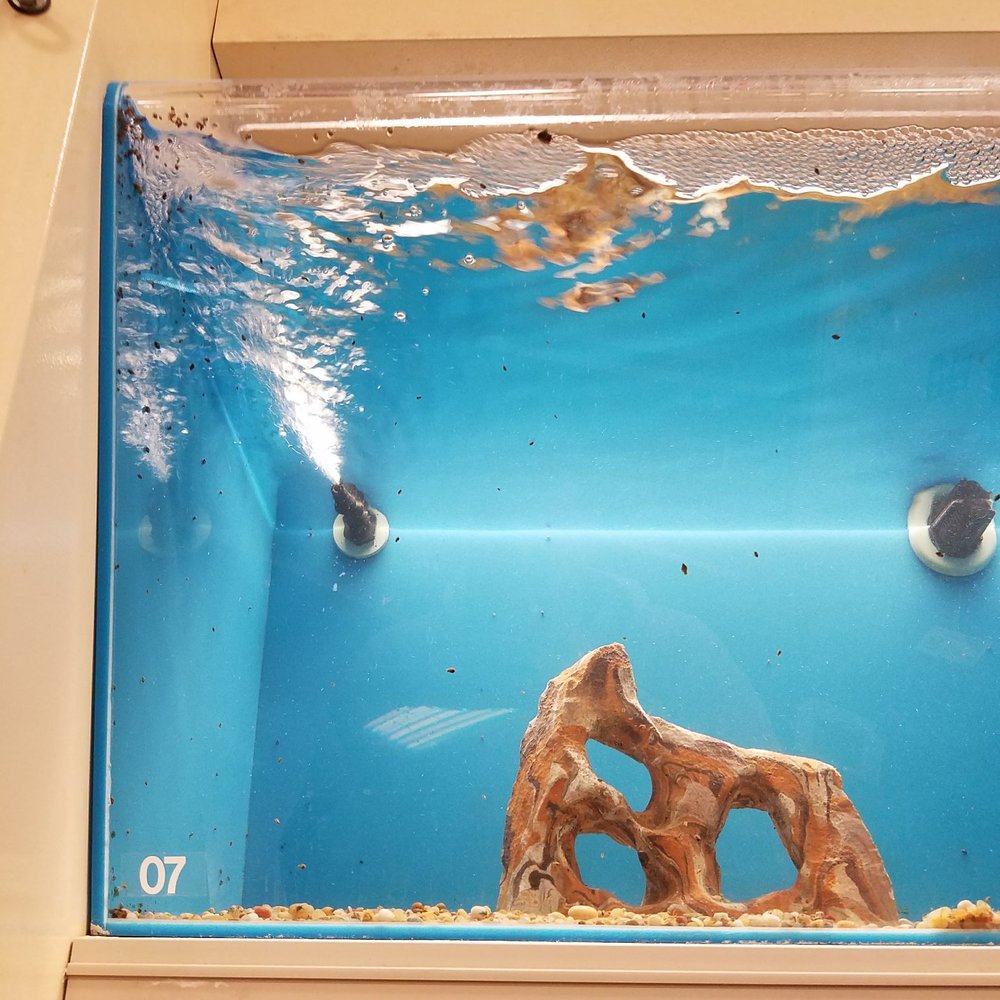 PetSmart - Snails - Pet Stores Near Me - Plano, Texas PetSmart - Snails - Pet Stores Near Me - Plano, Texas