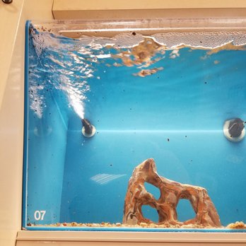 PetSmart - Snails - Pet Stores Near Me - Plano, Texas PetSmart - Snails - Pet Stores Near Me - Plano, Texas