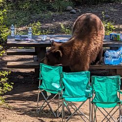 Bear