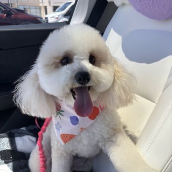 K9 Rox Club - Pet Groomers Near Me - Las Vegas, Nevada K9 Rox Club - Pet Groomers Near Me - Las Vegas, Nevada