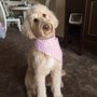 Photo of Grand Ledge Pet Grooming