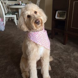 Grand Ledge Pet Grooming - Two thumbs up! Perfect doodle cut!