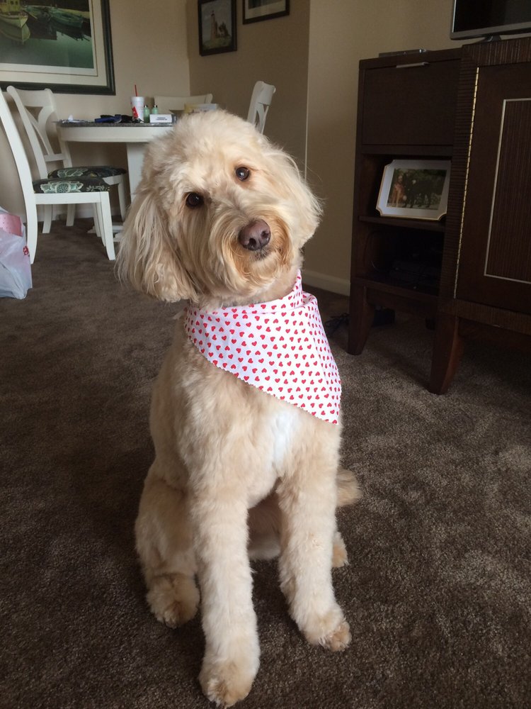 GRAND LEDGE PET GROOMING Updated August 2024 11 Photos 327 E