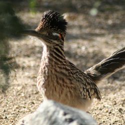 Tucson Wildlife Center - Please support