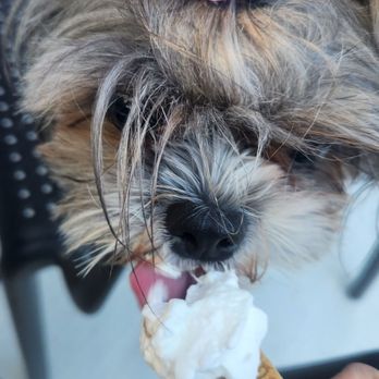 Tashmoo Distilling - Pup cup time - Distilleries Near Me - New Baltimore, Michigan