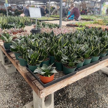 OC Succulents - More plants - Nurseries & Gardening Near Me - Irvine, California