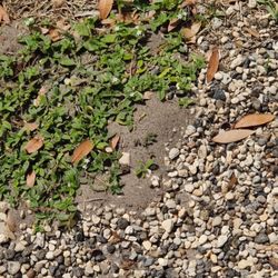 ANTS EVERYWHERE