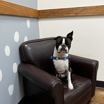 Austin Urban Veterinary Center - Don't let the frowny face fool you, he is quite happy here. - Veterinarians Near Me - Austin, Texas Austin Urban Veterinary Center - Don't let the frowny face fool you, he is quite happy here. - Veterinarians Near Me - Austin, Texas