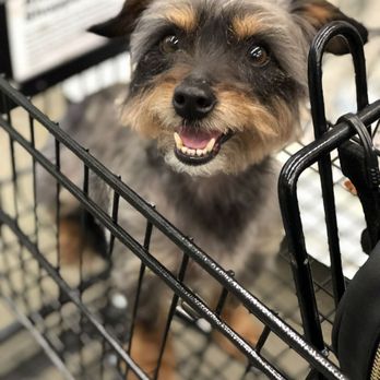 IWubMyPets - Pet Sitting Near Me - Downey, California