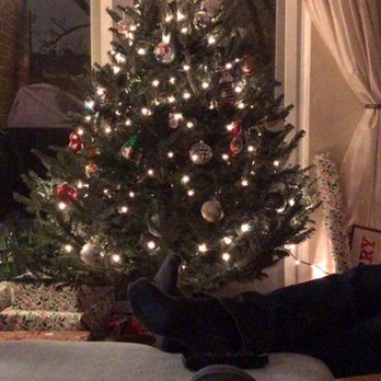 Ivy's Christmas Trees - Christmas Trees Near Me - Chicago, Illinois