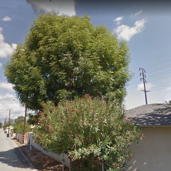 Artistic Tree Services Corp. - The tree in 2011 - Tree Services Near Me