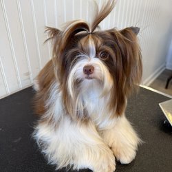Clean Paws Pet Salon