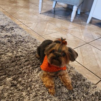 Dapper Dog Spa - Pet Groomers Near Me - Whittier, California