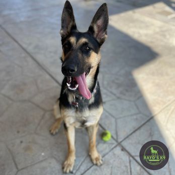 Rayo's K9 Academy - Pet Training Near Me Rayo's K9 Academy - Pet Training Near Me