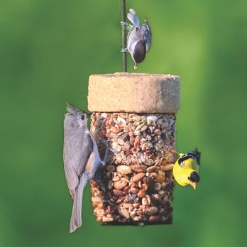 Wild Birds Unlimited - Flying Start Combo - $19.99 - Bird Shops Near Me - Keller, Texas Wild Birds Unlimited - Flying Start Combo - $19.99 - Bird Shops Near Me - Keller, Texas