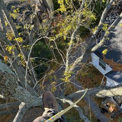 Community Tree Care