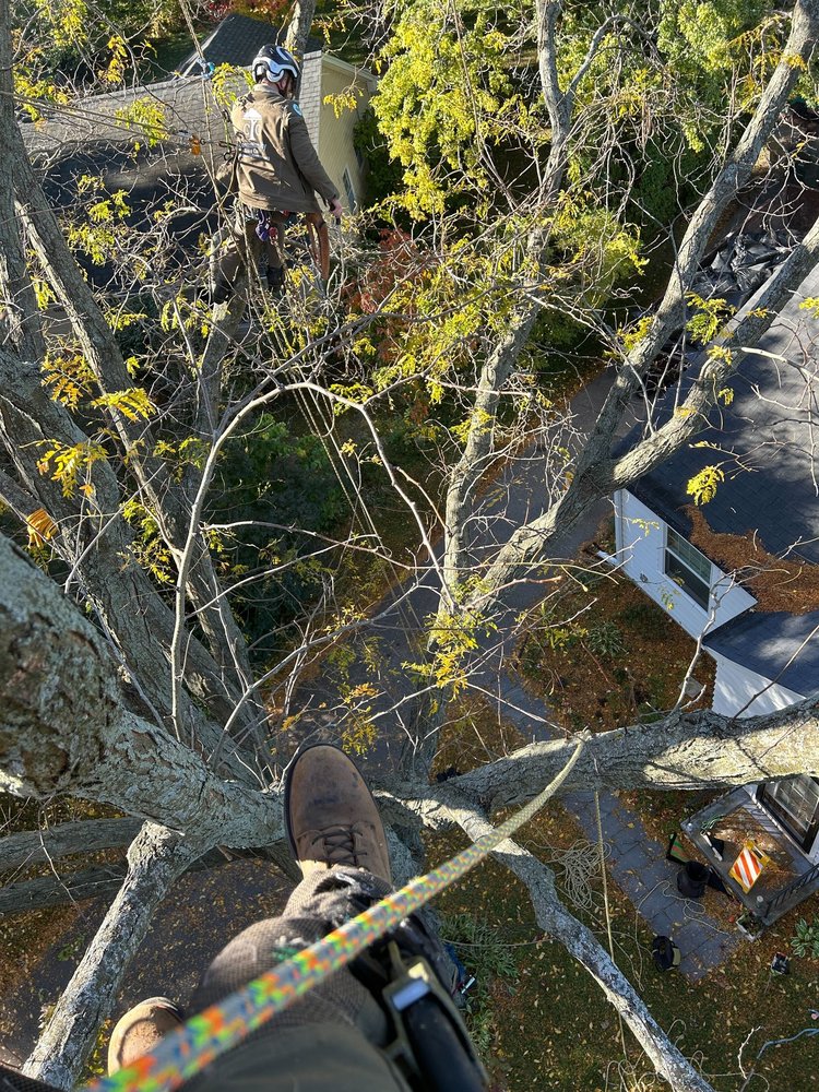 Community Tree Care - tree service in Madison, WI