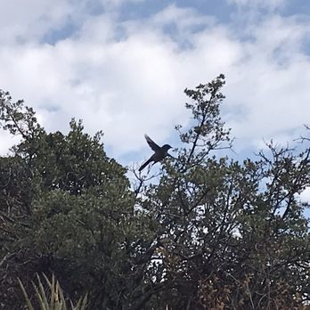 Teacup Trail - This bird  for some reason followed us - Hiking Near Me - Sedona, Arizona