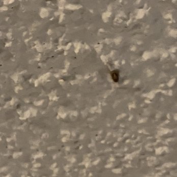 eaves Phillips Ranch - Did I mention that there will be occasionally critters (all types). Living around nature is real. This was on my ceiling. - Apartments Near Me - Pomona, California