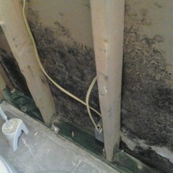 EnviroPro Testing and Consulting - Unfortunate Surprise in the wall cavity.