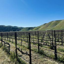 Vineyard Vineyard