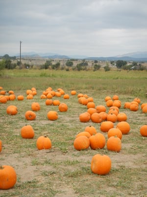 Happy Apple Farm by null