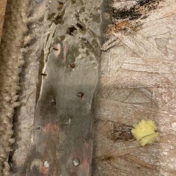 Restoration Pro's - We do mold - Damage Restoration Near Me Restoration Pro's - We do mold - Damage Restoration Near Me