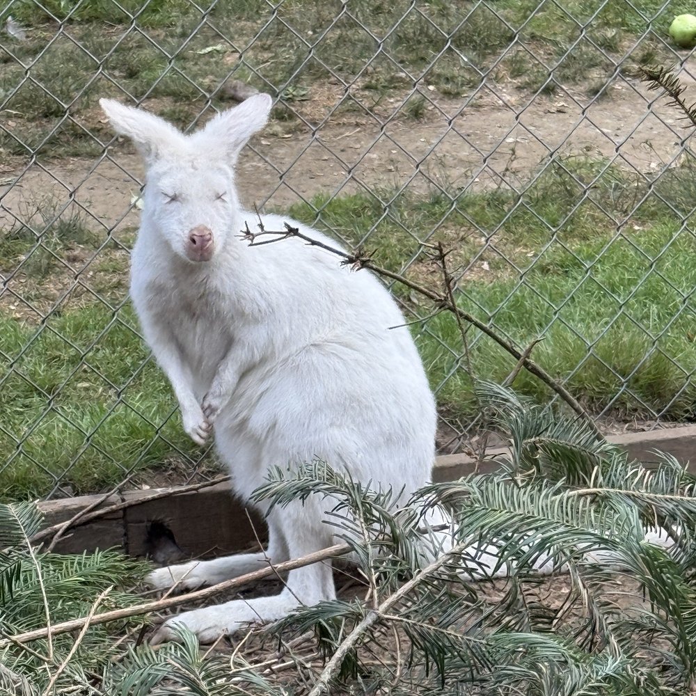 The Outback Kangaroo Farm - One of the Albino Wallaby's - Zoos Near Me - Arlington, Washington The Outback Kangaroo Farm - One of the Albino Wallaby's - Zoos Near Me - Arlington, Washington