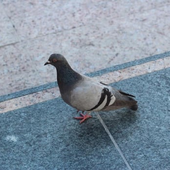 Union Square - Pigeons are everywhere here. - Public Markets Near Me - San Francisco, California Union Square - Pigeons are everywhere here. - Public Markets Near Me - San Francisco, California