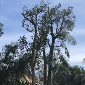 HLI Tree Experts - Tree Services Near Me HLI Tree Experts - Tree Services Near Me