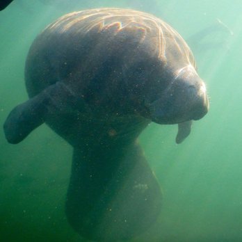 Fun 2 Dive Manatee Tours - Snorkeling Near Me - Crystal River, Florida