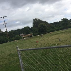 Joe Station Dog Park - So much space, the pic does not do it justice!