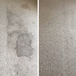 Pine Fresh Carpet Cleaning - Before and After, No more stains!