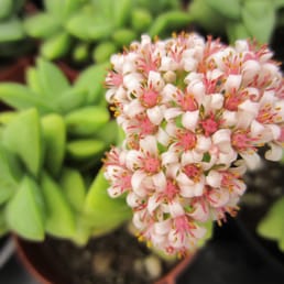 cute, tiny flowers on this succulant