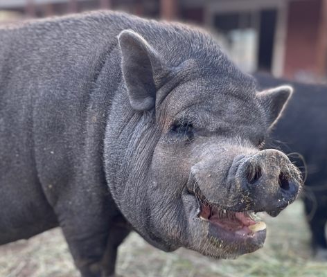 Tucson Ranchettes Drive OLD SOULS ANIMAL RESCUE AND RETIREMENT HOME - Updated May 2026 ...