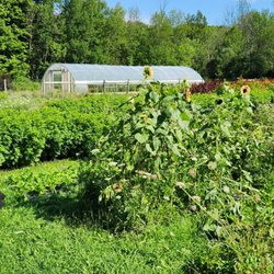 Withy Hollow Flower Farm