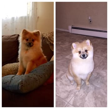 Luzy's Dapper Dog - Pet Groomers Near Me - Lynbrook, New York Luzy's Dapper Dog - Pet Groomers Near Me - Lynbrook, New York
