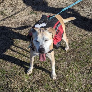 Second Best Friend Pet Sitting - Josie enjoying a hike on a warm February day. - Pet Sitting Near Me Second Best Friend Pet Sitting - Josie enjoying a hike on a warm February day. - Pet Sitting Near Me