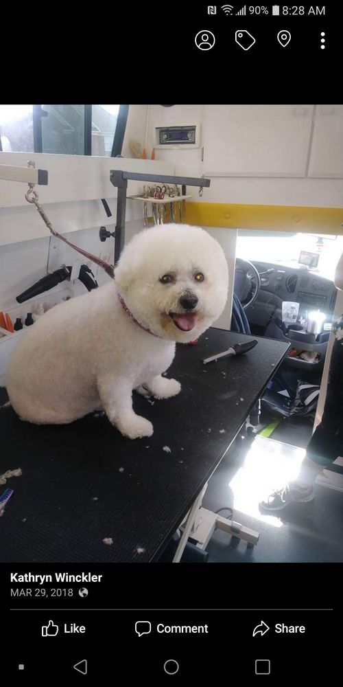 The Precious Pets: Mobile Pet Grooming to Your Home Singapore (2026 ...