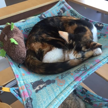 Cat Town - They were all having their afternoon naps - Animal Shelters Near Me - Oakland, California Cat Town - They were all having their afternoon naps - Animal Shelters Near Me - Oakland, California