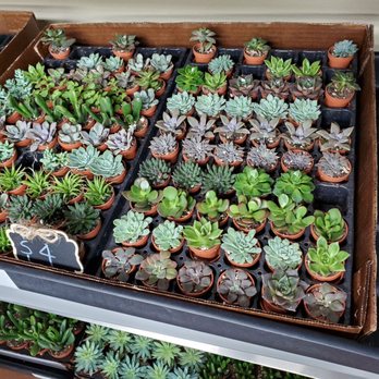 Nursery on Wheels - Nurseries & Gardening Near Me - Orlando, Florida Nursery on Wheels - Nurseries & Gardening Near Me - Orlando, Florida