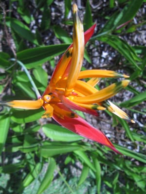 Mauna Loa Macadamia Nut Visitor Center by null