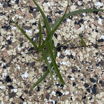 Shark Coatings - Grass growing through - Flooring Near Me - Thonotosassa, Florida Shark Coatings - Grass growing through - Flooring Near Me - Thonotosassa, Florida