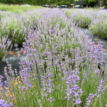 Peace Valley Lavender Farm - Home & Garden Near Me - Doylestown, Pennsylvania Peace Valley Lavender Farm - Home & Garden Near Me - Doylestown, Pennsylvania